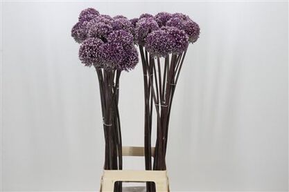 Allium Summer Drumme