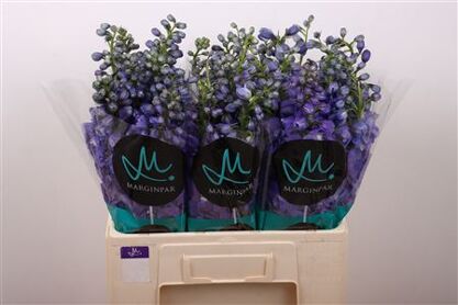 Delphinium Double Guard Blue