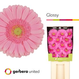Gerbera Glossy Diamond