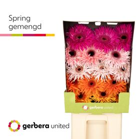 Gerbera Spider Spring Mixed