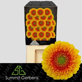 Germini Ariba Diamond