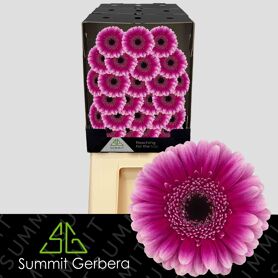 Germini Design Diamond