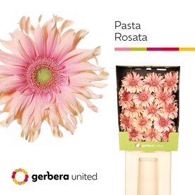 Gerbera Pasta Rosata Diamond