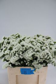Limonium White Starlight Wings