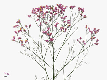 Limonium Sin Princess Diamond