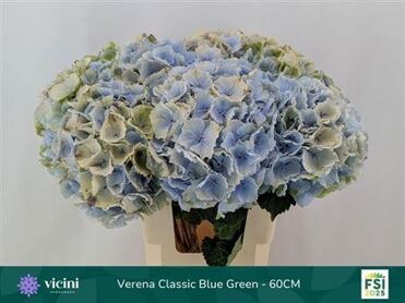 Hydrangea Verena Blue