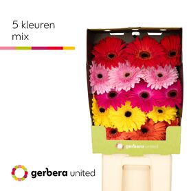 Gerbera Mixed On Row Diamond