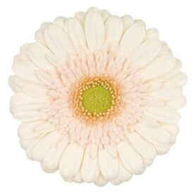 Gerbera Estate Diamond
