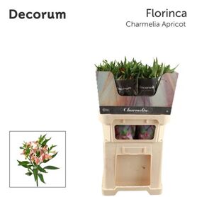 Alstroemeria Charmelia Apricot