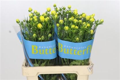 Ranunculus Butterfly Phytalo