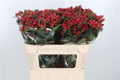 Hypericum Magical Triumph