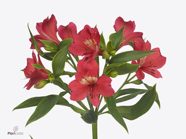 Alstroemeria Tania