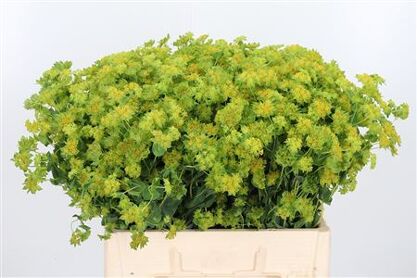 Bupleurum Rotundifol