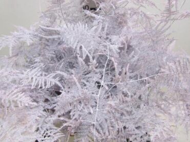 Asparagus Extra Feathers Baby Rose