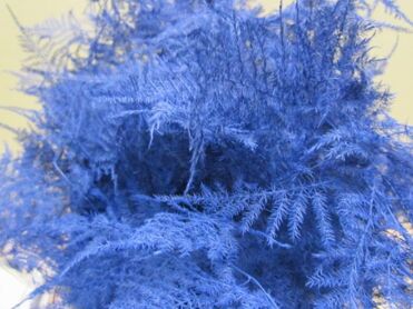 Asparagus Extra Feathers Blue