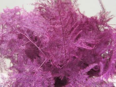 Asparagus 1st Feathers Cerise