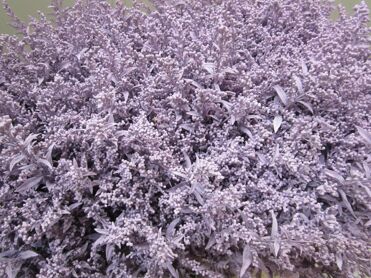 Solidago Light Milka