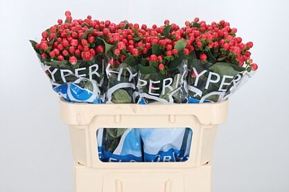 Hypericum Coco Tango