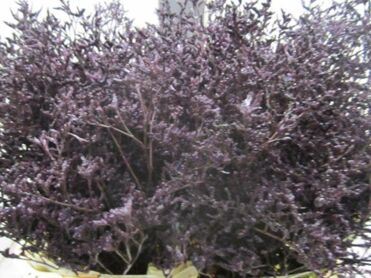 Limonium Aubergine
