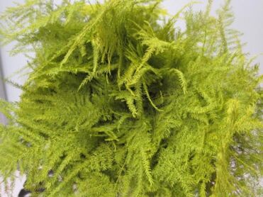 Asparagus 1st Feathers Yellow