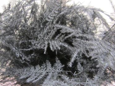 Asparagus 1st Feathers Black