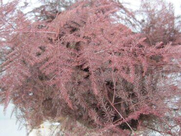 Asparagus Extra Feathers Bordeaux
