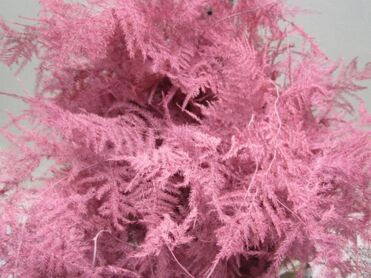 Asparagus Extra Feathers Rose