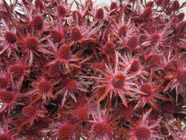 Eryngium Orion Bordeaux