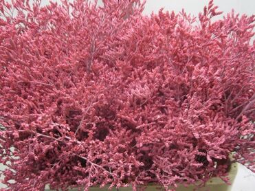 Limonium Pink