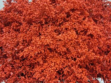 Solidago Red