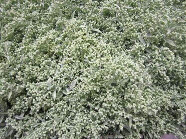 Solidago Light Green