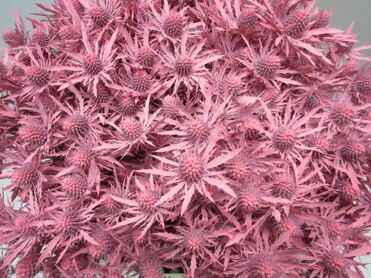 Eryngium Orion Rose