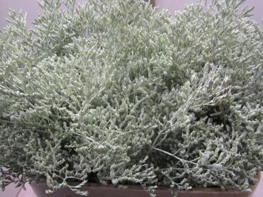 Limonium Light Green