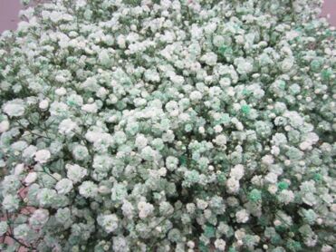 Gypsophila Green