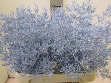 Limonium Light Blue