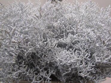 Limonium White