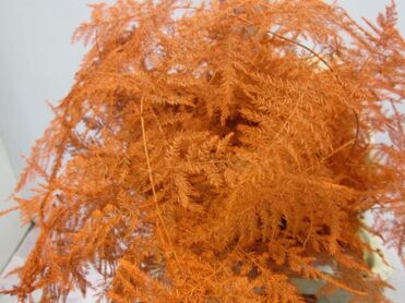 Asparagus Extra Feathers Orange