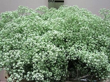 Gypsophila Million Star Green