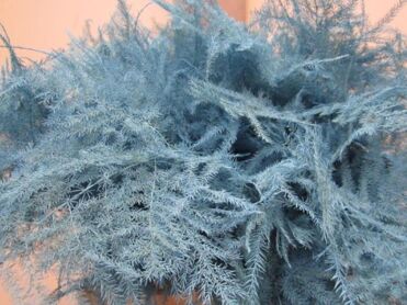 Asparagus 1st Feathers Light Blue