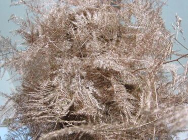 Asparagus Extra Feathers Copper