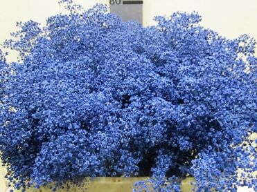 Gypsophila Million Star Blue