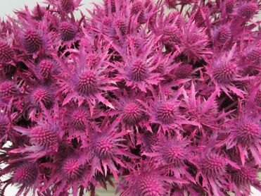 Eryngium Orion Cerise