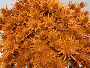 Eryngium Orion Orange