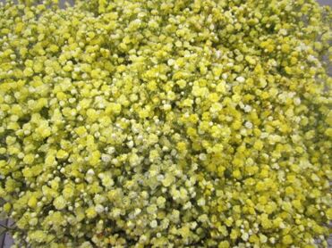 Gypsophila Jaune