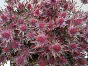Eryngium Orion Dark Cerise