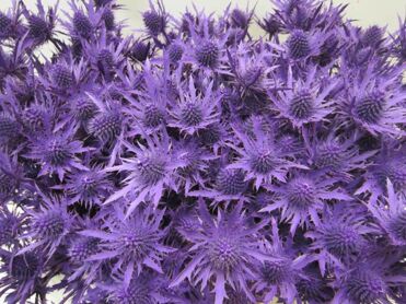 Eryngium Orion Purple
