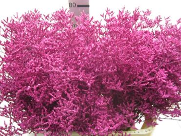Limonium Cerise