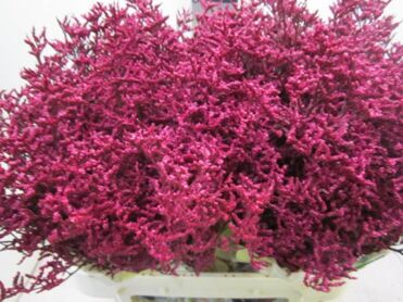 Limonium Dark Cerise