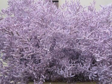 Limonium Light Milka