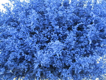 Solidago Blue